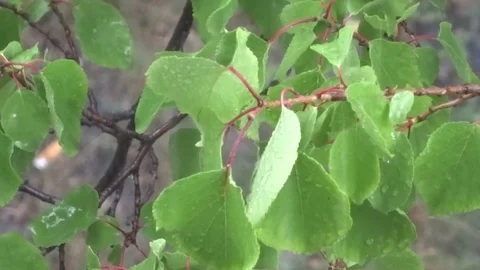 Leaves in the rain Video stock 94072939