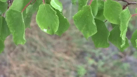 Leaves in the rain Video stock 94072949