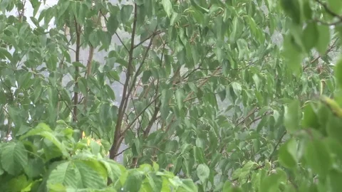 Leaves in the rain Video stock 94072951