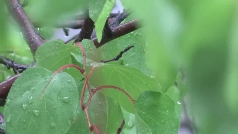 Leaves in the rain Video stock 94072961