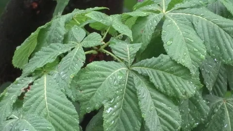 Leaves in the rain Video stock 94072982