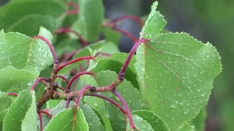 Leaves in the rain Video stock 94072985