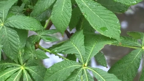 Leaves in the rain Video stock 94072987