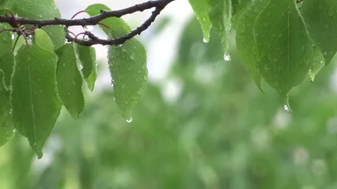 Leaves in the rain Video stock 94072989