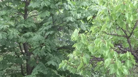 Leaves in the rain Video stock 94073015