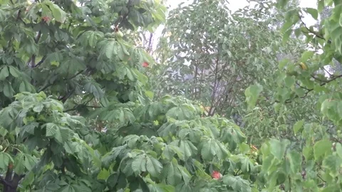 Leaves in the rain Video stock 94073020