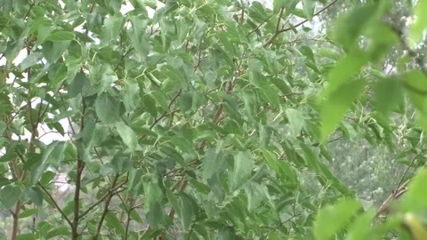 Leaves in the rain Video stock 94073026