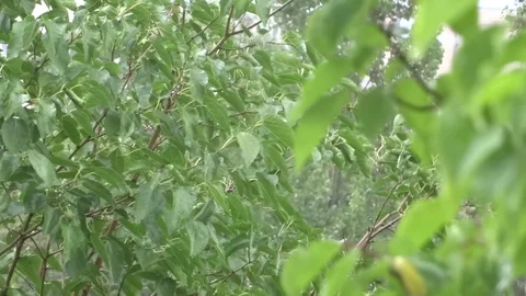 Leaves in the rain Video stock 94073028