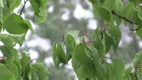 Leaves in the rain Video stock 94073200