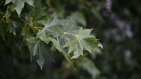 Leaves in Rain Stock Footage 96160817