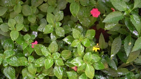 Leaves in rain Stock Footage 150204217