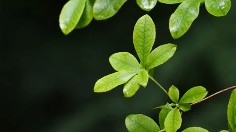 Leaves in the rain Stock-Footage 156528083
