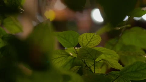 Leaves in the rain Stock Footage 227026176