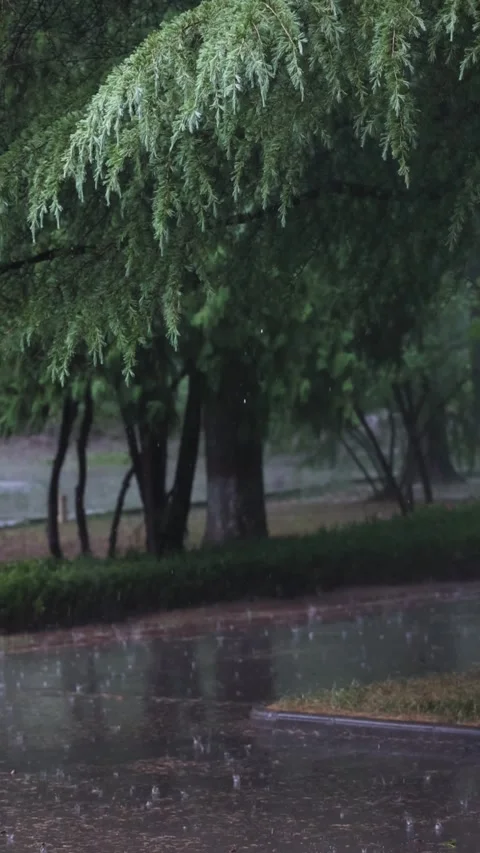 Leaves in the rain 库存影片 344516589