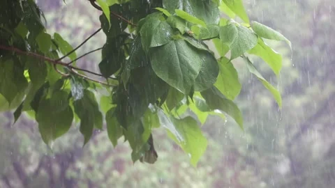 Leaves in the rain 库存影片 344516691