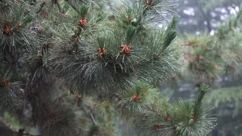 Leaves in the rain 库存影片 344516699