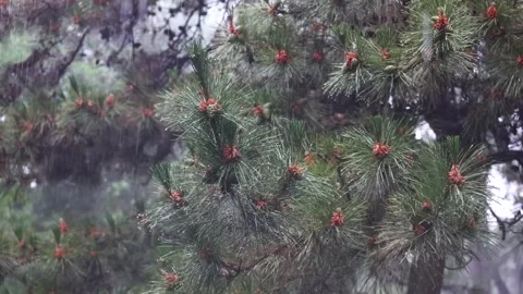 Leaves in the rain Stock-Footage 344516706