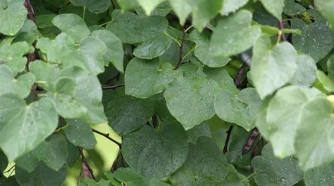 Leaves In Rain Loop 스톡 동영상 8689940