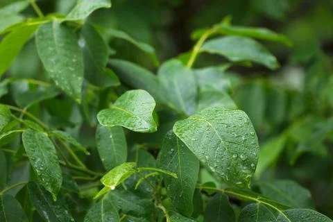 Leaves in rain Stock Photos
