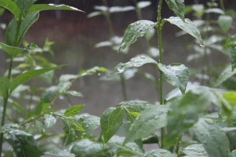 Leaves in the Rain Stock Photos