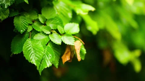 Leaves in the rain - rain Stock-Footage 257531067