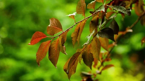 Leaves in the rain - Rain on leaves Vídeo Stock 257530755