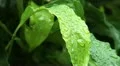 leaves raindrops HD-videomateriaal
