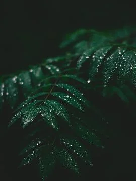 Leaves with raindrops Stock Photos
