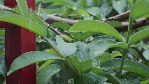 Leaves with raindrops. Raining on foliage. Plants. Metal and Nature. Wet Leaves. Stock Footage 245541358
