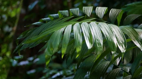 Leaves of rainforest plant move gently with the wind Stock Footage 178482653