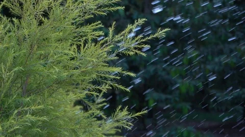 Leaves with raining in green nature. Stock Footage 123961817