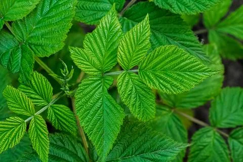 Leaves of a raspberry bush growing in the spring garden. Stock Photos