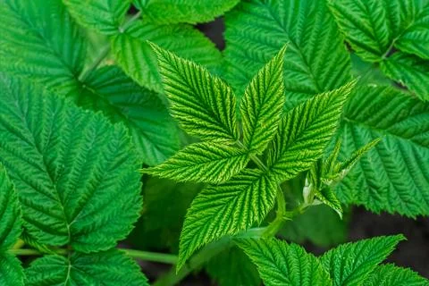 Leaves of a raspberry bush growing in the spring garden. Stock Photos