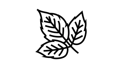 Leaves raspberry fruit line icon animation Stock Footage 224917068