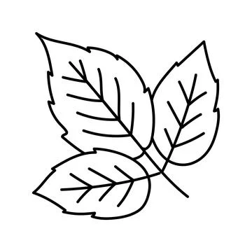 Leaves raspberry fruit line icon vector illustration Stock Illustration