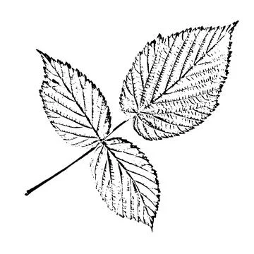 Leaves of raspberry. Vector grunge texture with large and small coarse grains Illustrazione stock