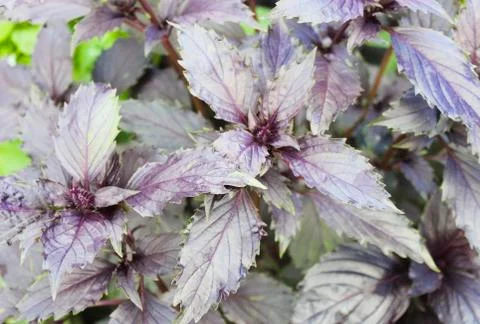 Leaves of red basil Stock Photos