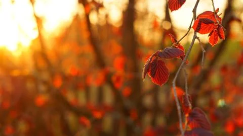 Leaves of a red hazel tree in the rays of the setting sun 写真素材