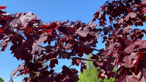 Leaves of a red maple on a branch in windy day a close up. Stock-Footage 243009276