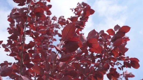 Leaves red tree rustle in wind, connecting with nature Stock Footage 150022279