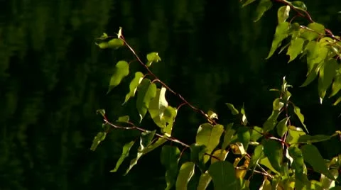 Leaves reflect Stock Footage 10887922