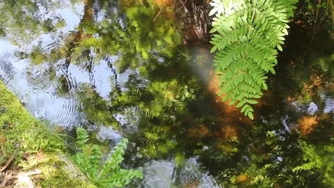 Leaves reflected in a lake Stock Footage 249361067