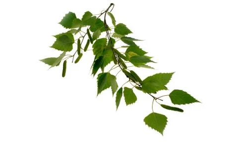 Leaves reflected Foto stock