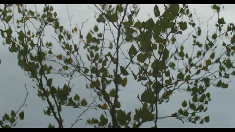 Leaves Reflected In The Water Stock Footage 306907657