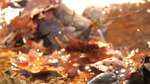 Leaves in river caught at rock Stock Footage 8984464