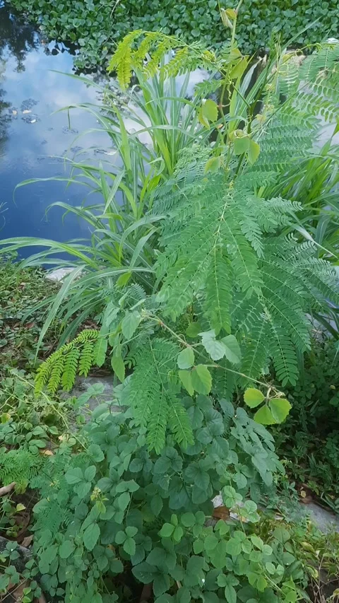 Leaves by the River, Vertical Footage 库存影片 334329682