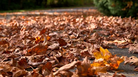Leaves on the road Stock Footage 31863731