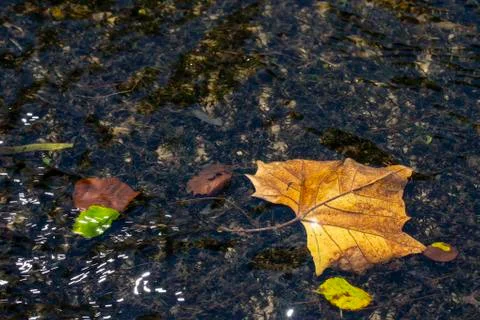 Leaves in the Roaring River Stock Photos