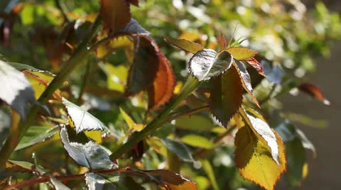 Leaves of rose Stock Footage 22993182