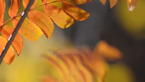 Leaves of rowan tree closeup Stock Footage 97744592